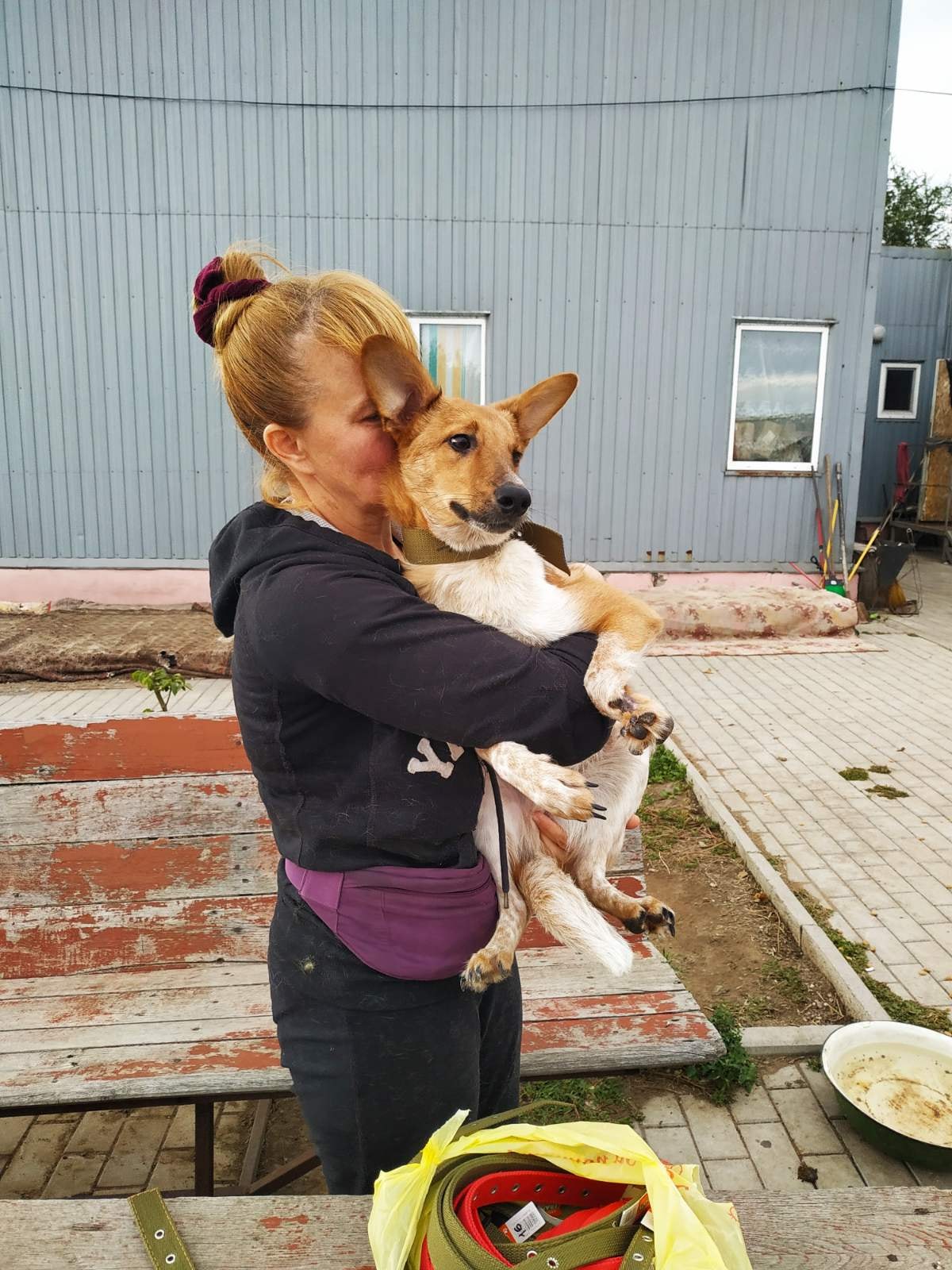 Joy with tears in the eyes: 12 disabled dogs from Nikopol went to EU