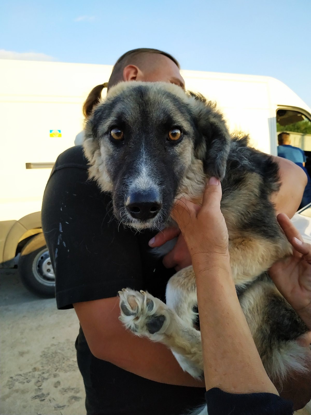 Joy with tears in the eyes: 12 disabled dogs from Nikopol went to EU