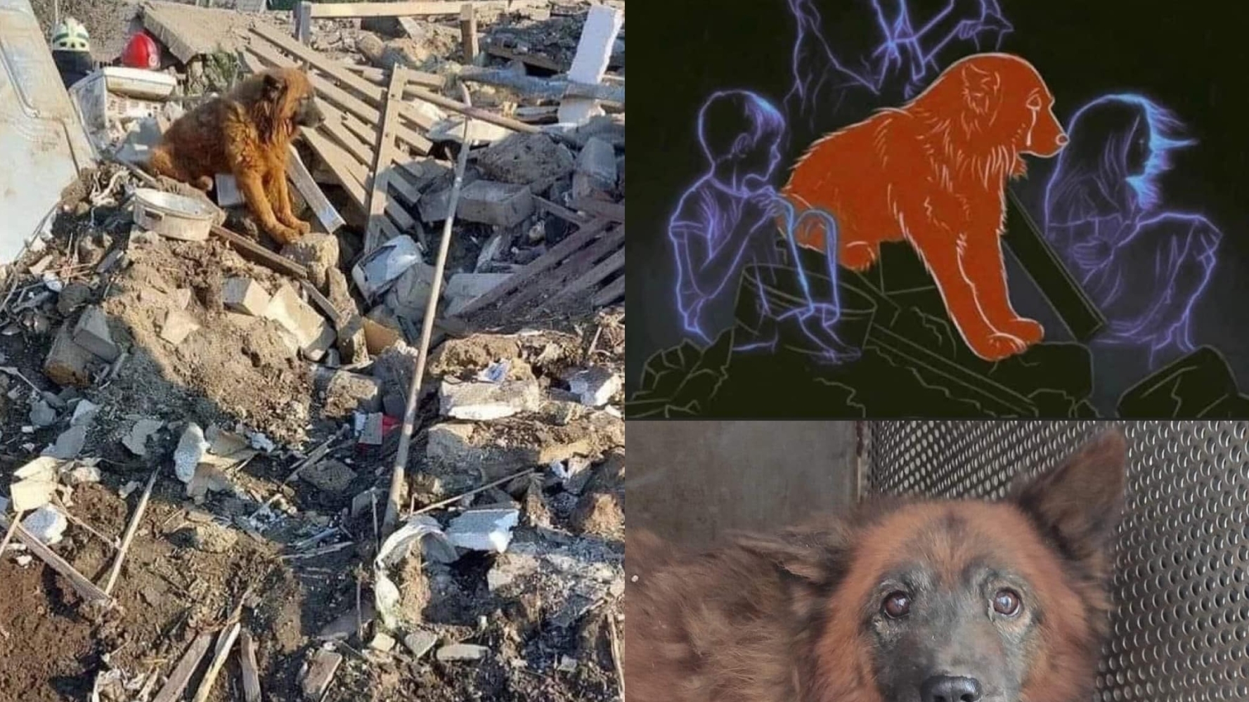 The fate of the dog, which was found in the ruins of a bombed-out house in the Dnipro region, became known