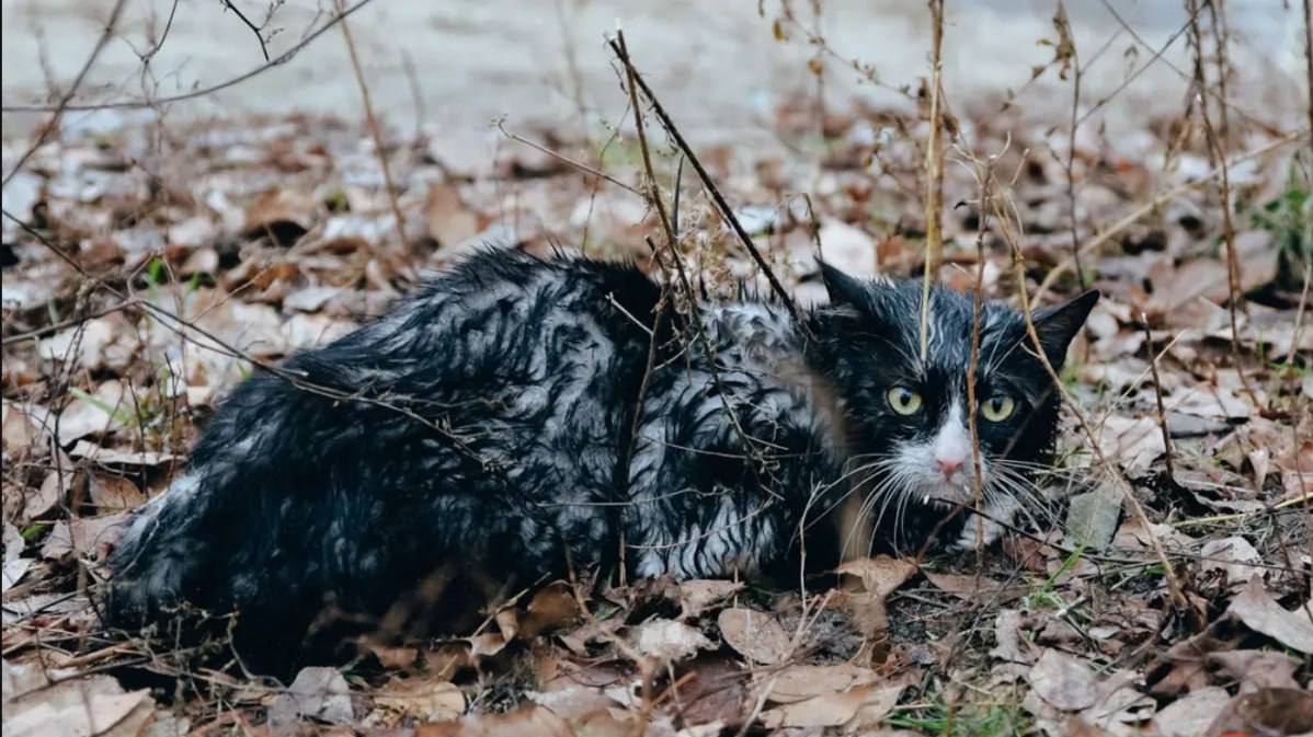 Firefighters from the Dnipro region rescued two cats from the fire