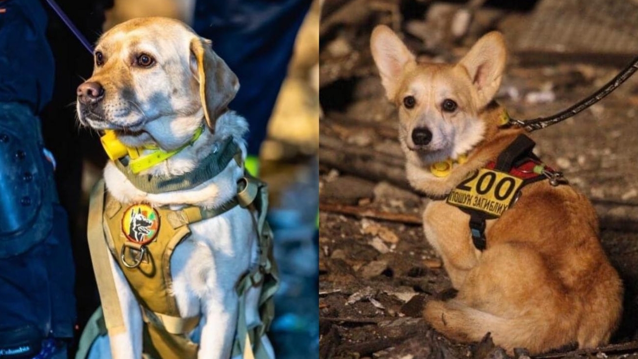 The State Emergency Service dedicated a post of gratitude to the service dogs who searched for people under the rubble in the Dnipro 