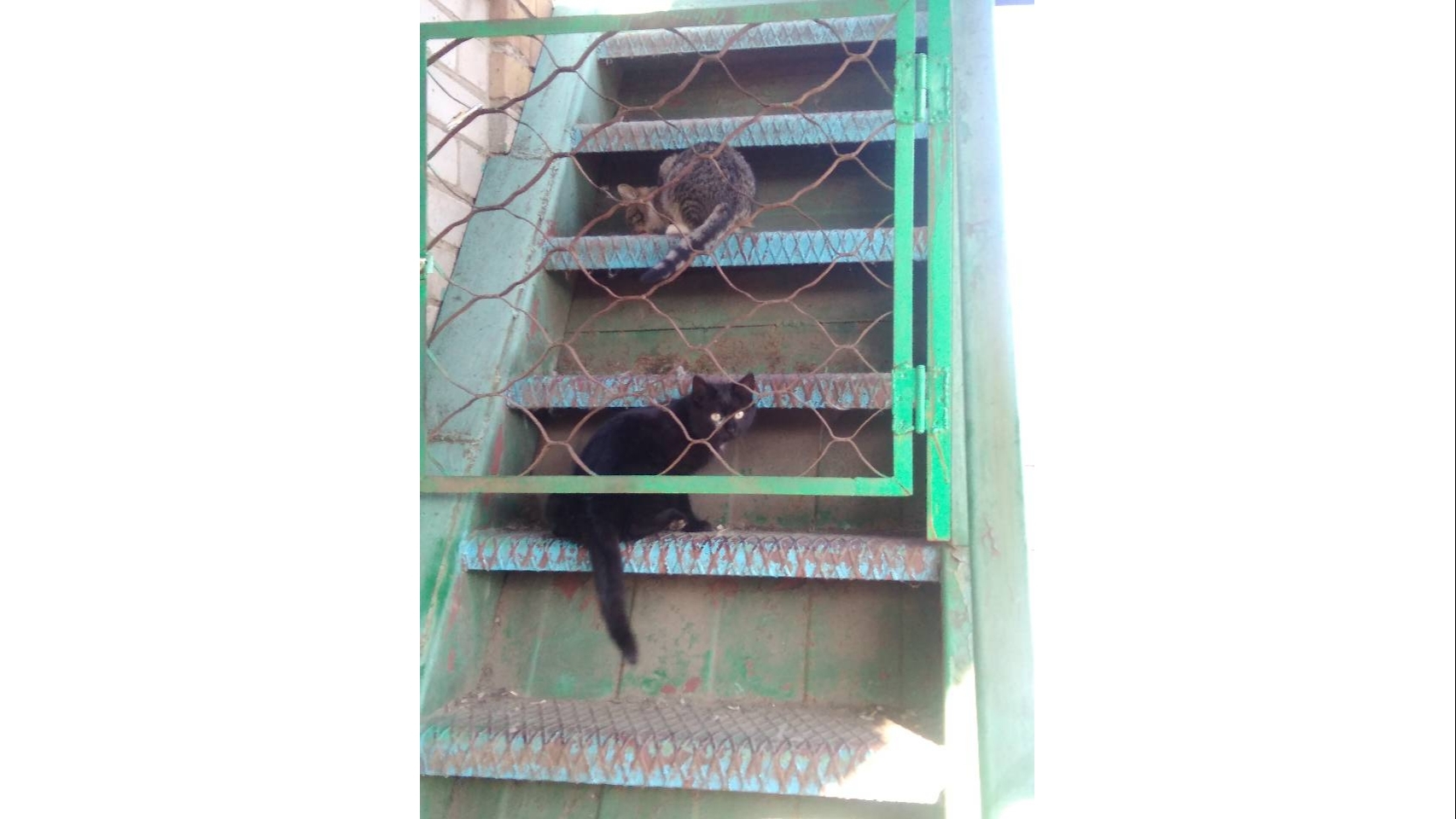 Food is needed: there are 30 cats that used to be pets living in cottages near Nikopol 