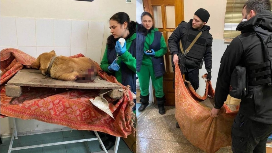 In Marganets after Russian shelling, a dog was injured: rescuers managed to save from the rubble
