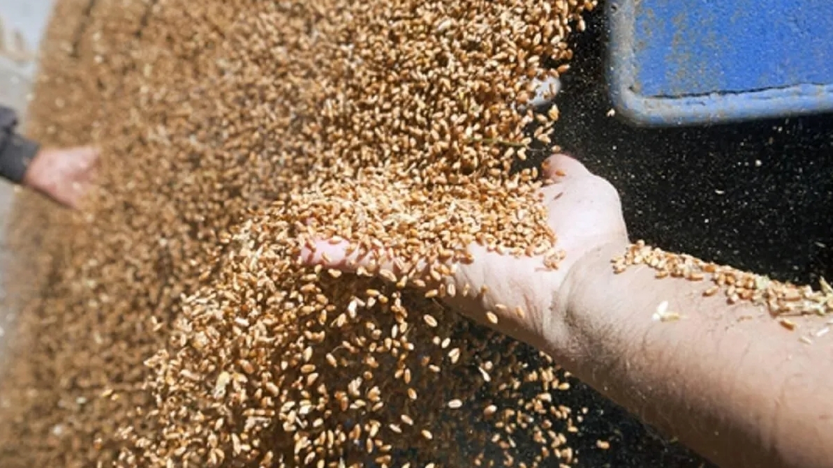 Grain exports from Ukraine almost matched last years
