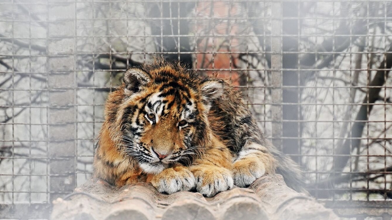 The Russians kidnapped a small tiger from Mariupol and sent it to the circus. The animal died