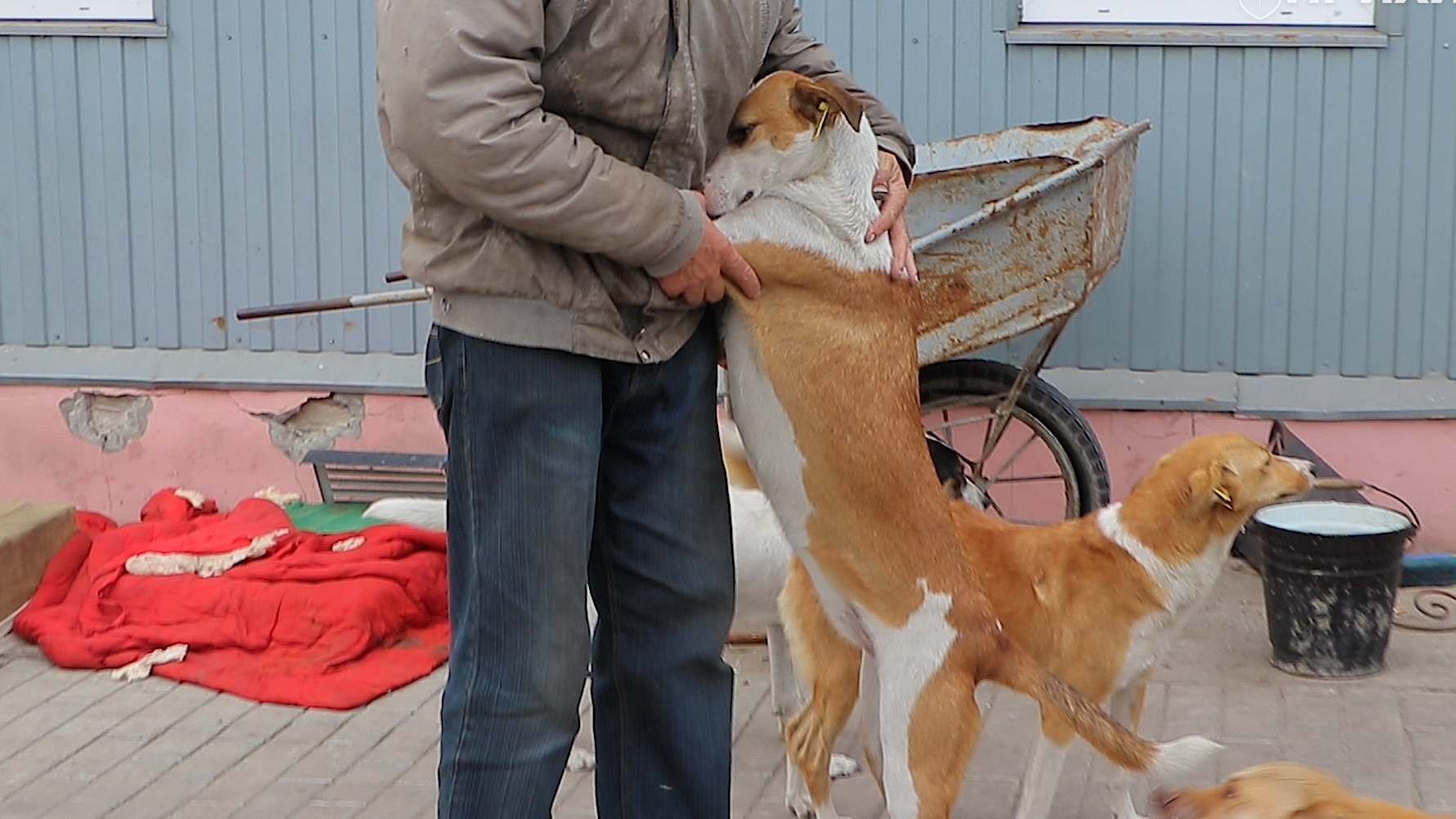 How volunteers from Canada helped the shelter for dogs in Nikopol