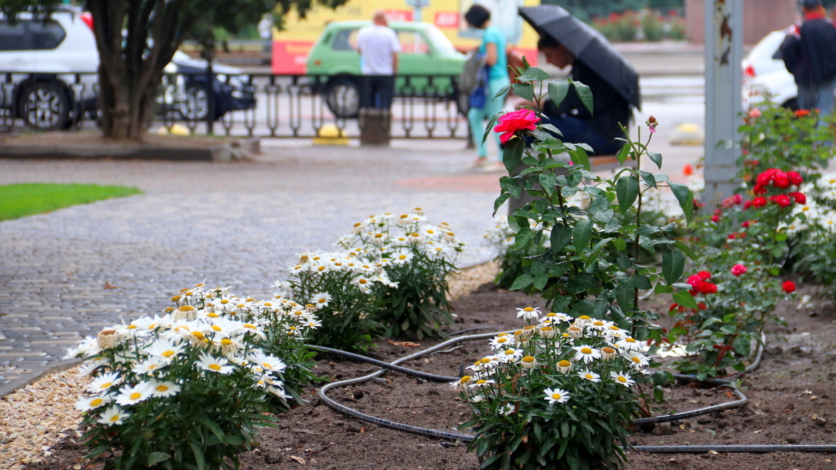 Які квіти прикрашають клумби на Каштановій алеї у Нікополі