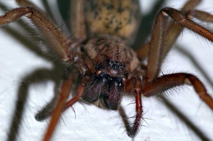 Як позбутися від павуків з дому? Ось ефективний препарат
