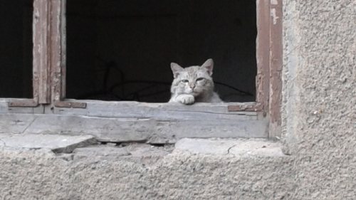 В Нікополі коти живуть у кинутій квартирі вже 4 роки