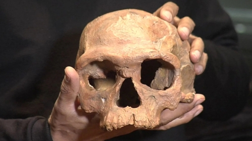 Людський мозок практично не змінив форму за 160 000 років. Як це можливо?