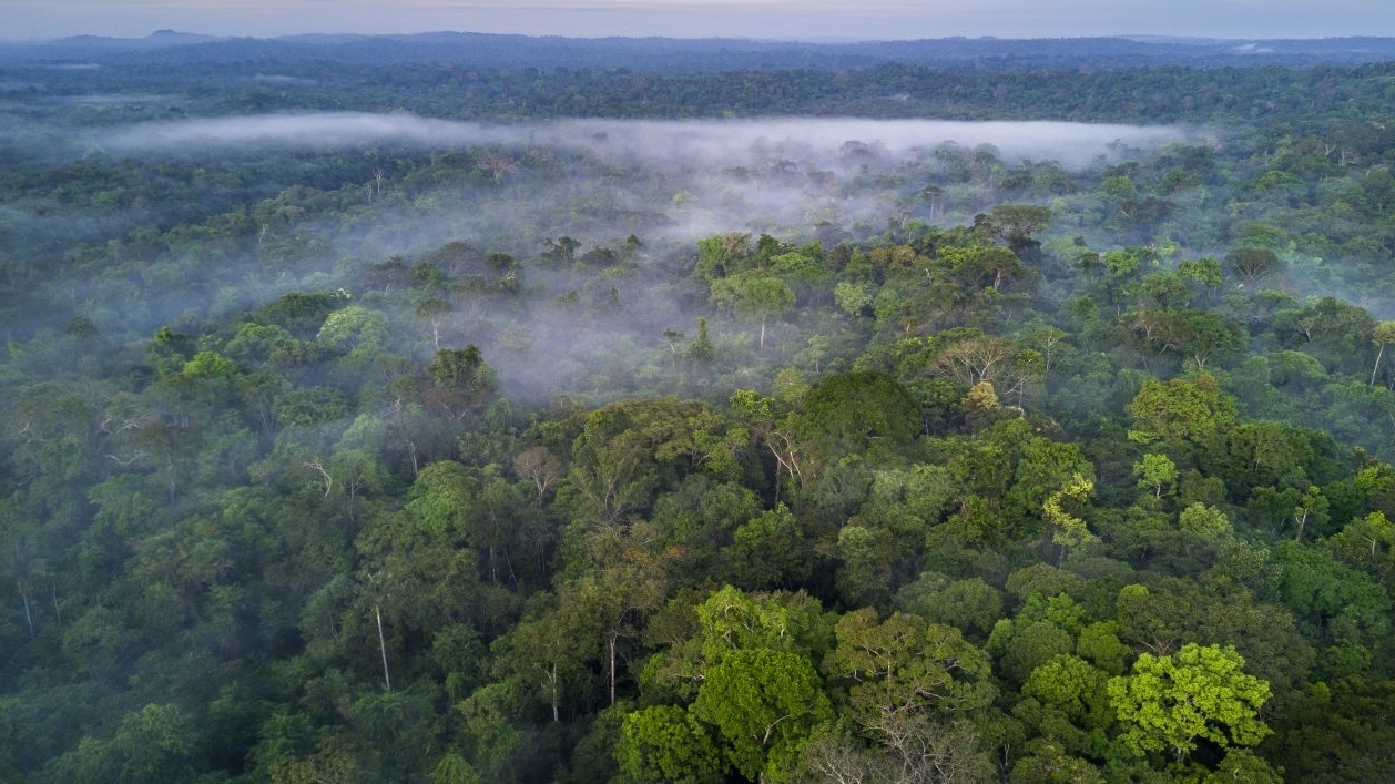 Амазонка зникає на очах. Вирубана територія, у п’ять разів більша за Нью-Йорк