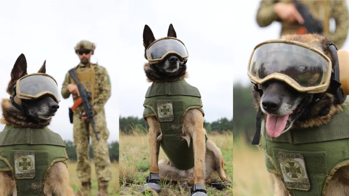 Українські бойові пси тепер схожі на справжніх спецназівців