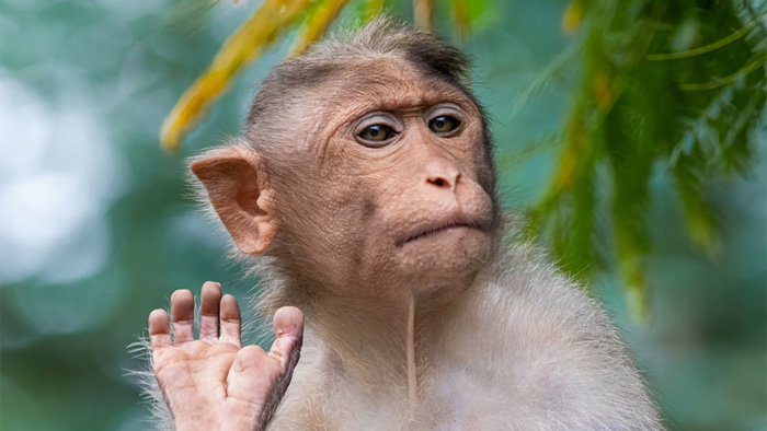 Вчені: мавпа віспа передається тільки при сексі між чоловіками