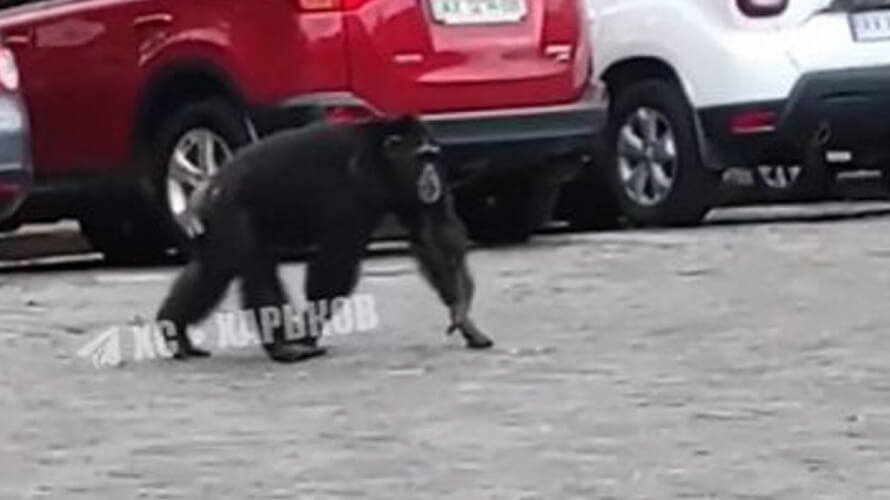 Харків: Вулицями міста бігала мавпа. Тварина втекла із зоопарку
