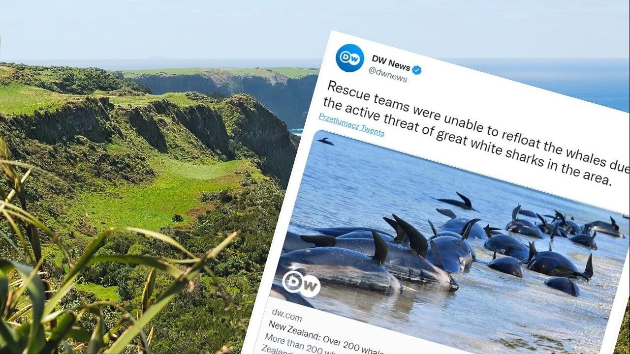 Гнітючі новини з Нової Зеландії. 250 китів загинули, деяких довелося приспати