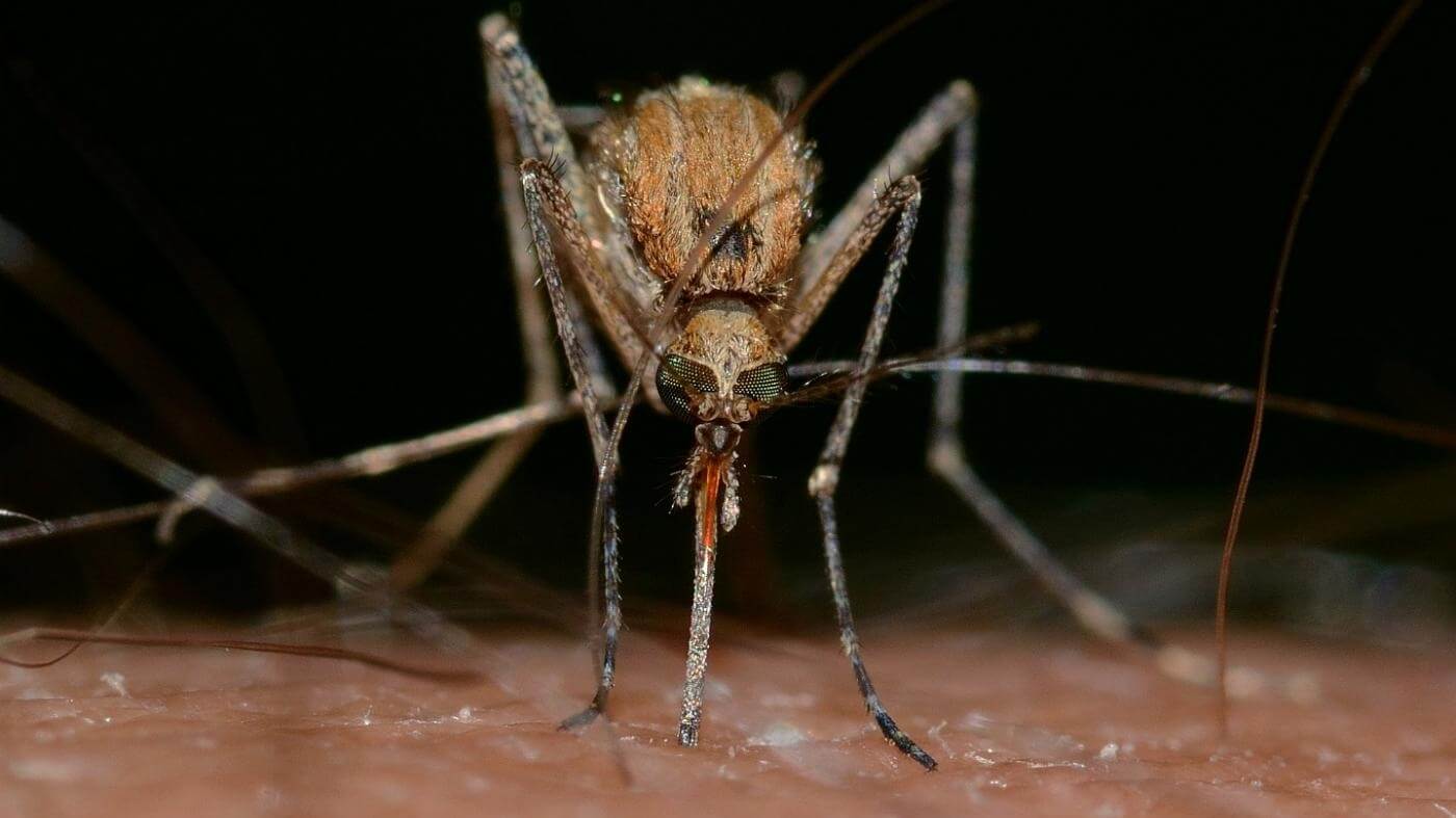 Росія погрожує ООН інформацією про бойових комарів