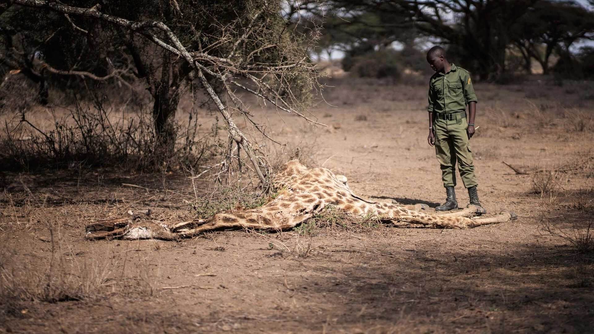 Через посуху в Кенії загинули сотні диких тварин. Дані жахають!