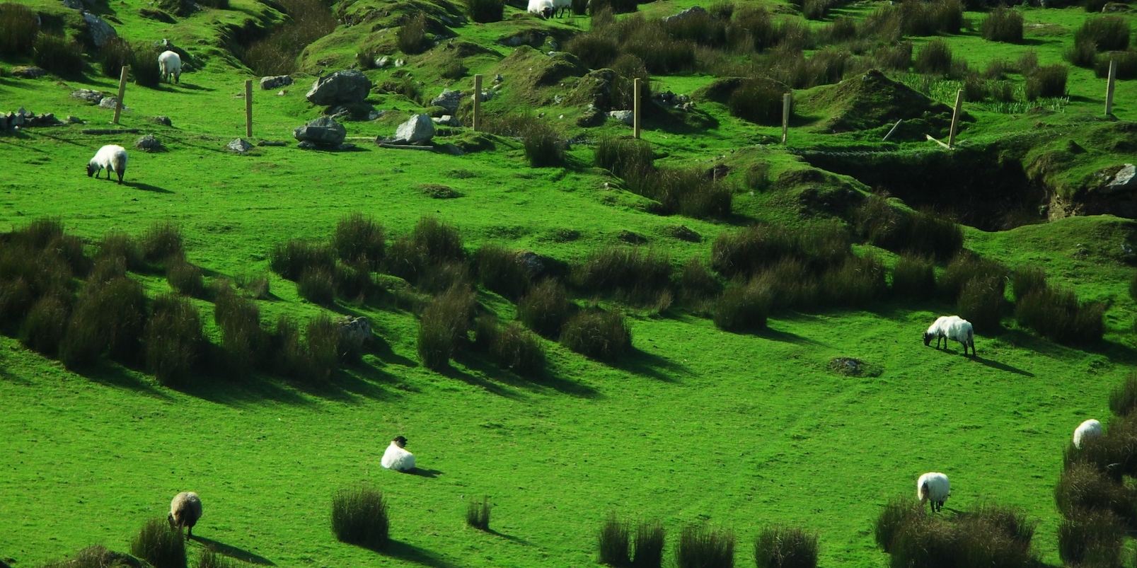 Ірландія: Стратегія сприяння органічному сільському господарству