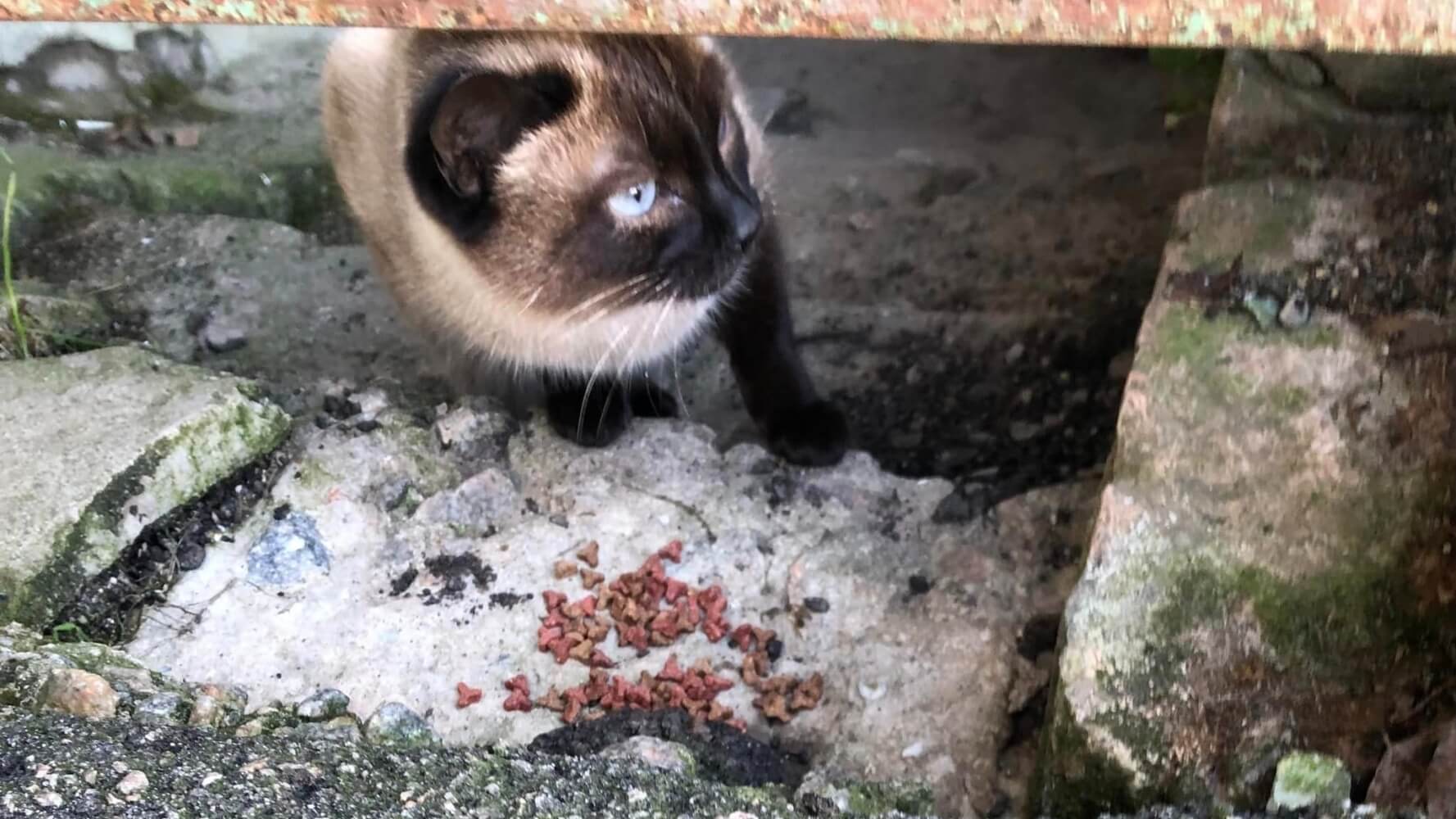 У Нікополі сіамська кішка шукає своїх власників