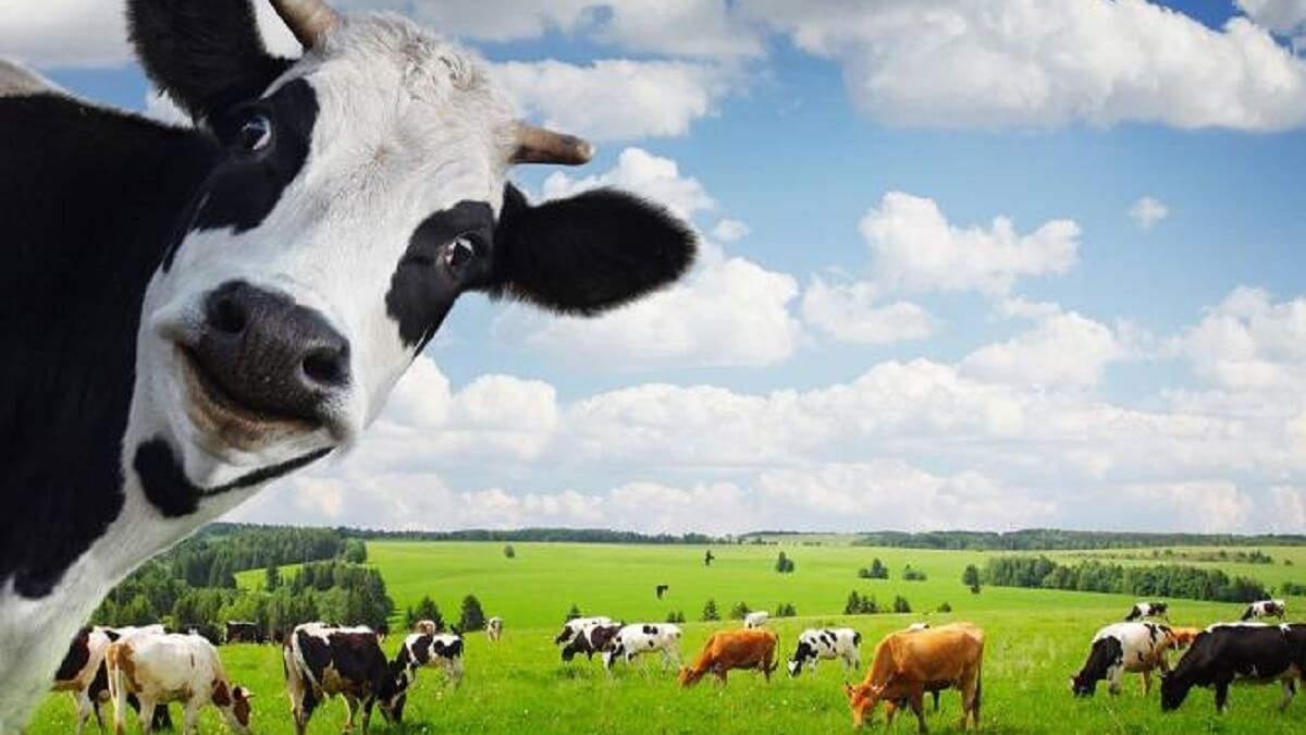 У Китаї клонували молочну корову