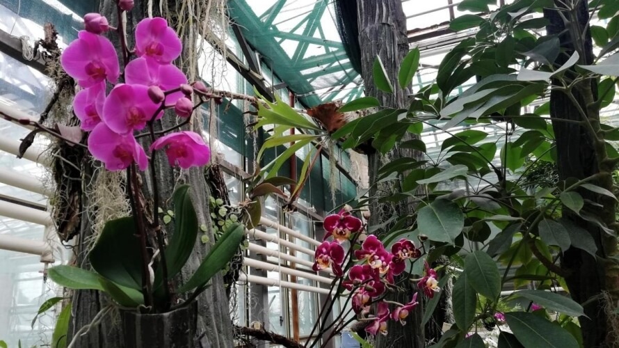 У ботанічному саду у Києві розквітли чарівні азалії