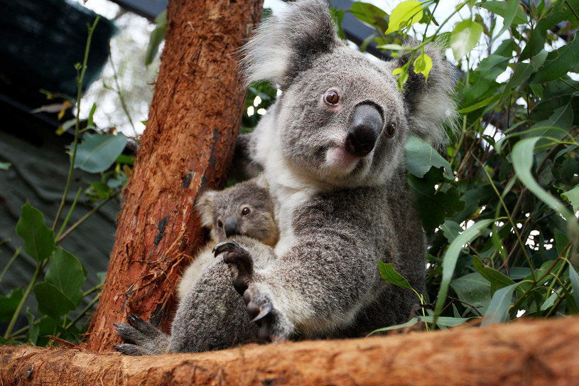 Австралійська коала