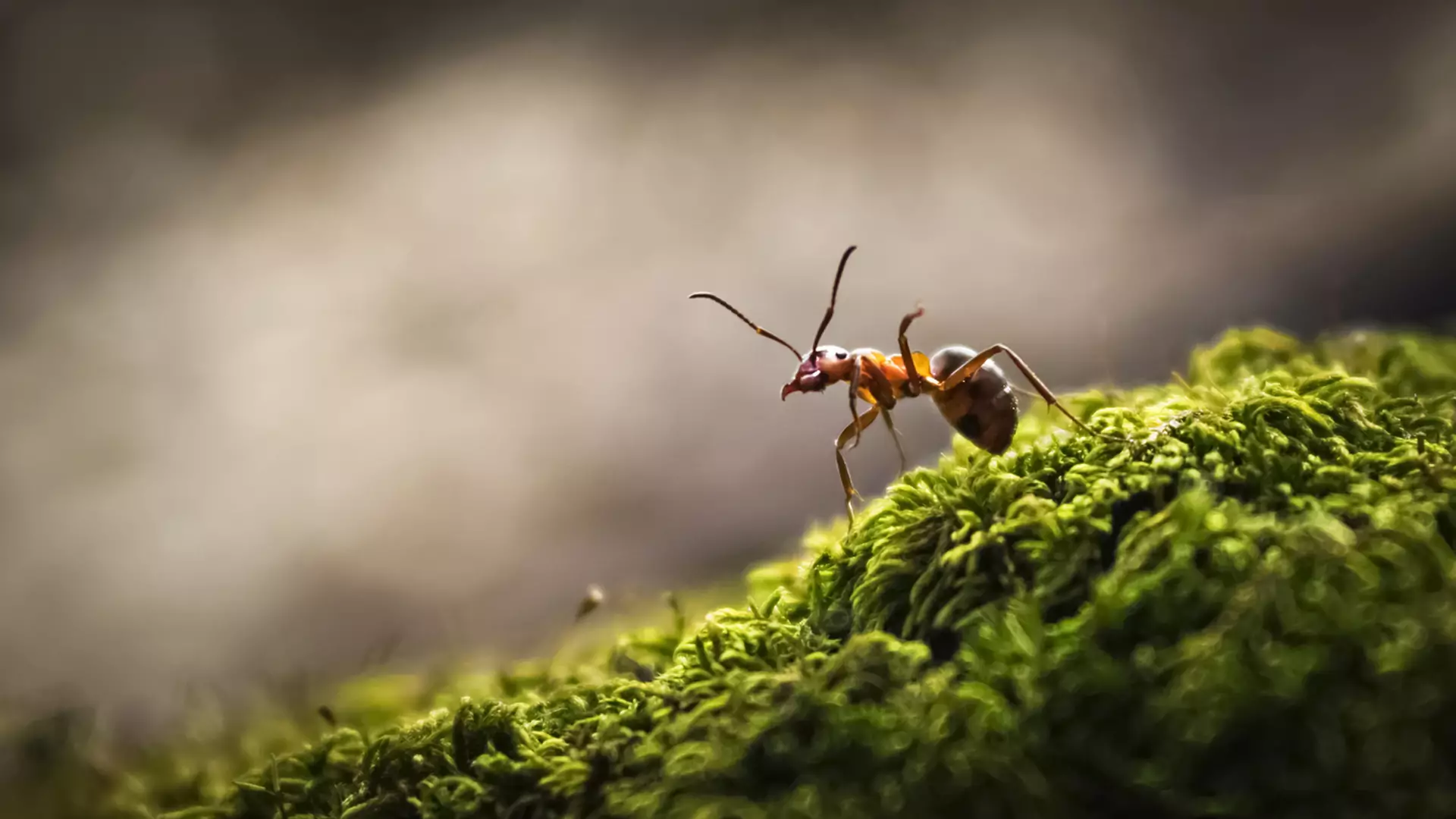 Працьовиті мурахи
