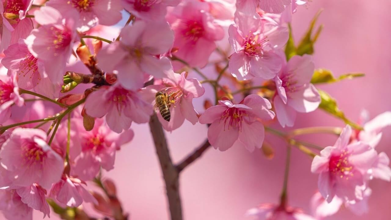 У Японії почали цвісти сакури, цьогоріч раніше, ніж зазвичай