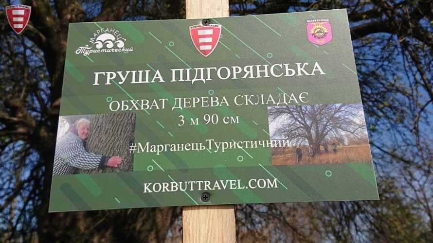 У Марганці росте найбільша в Україні груша: її позначили памятним знаком
