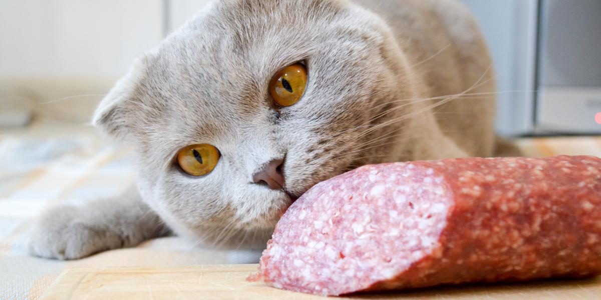 Не давайте это кошке: топ запрещенных продуктов