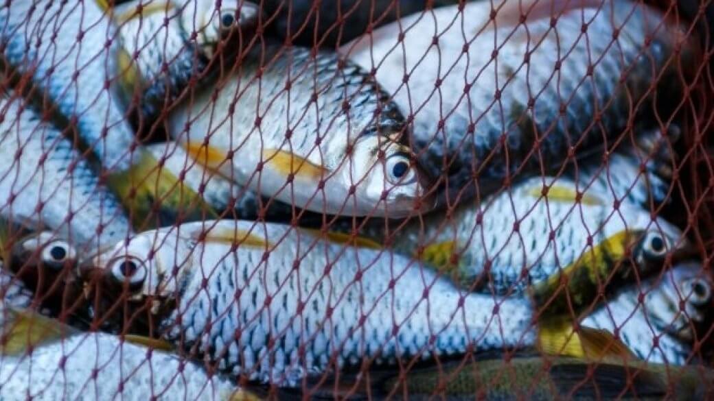 У Криворізькому районі рибалка незаконно виловив рибу