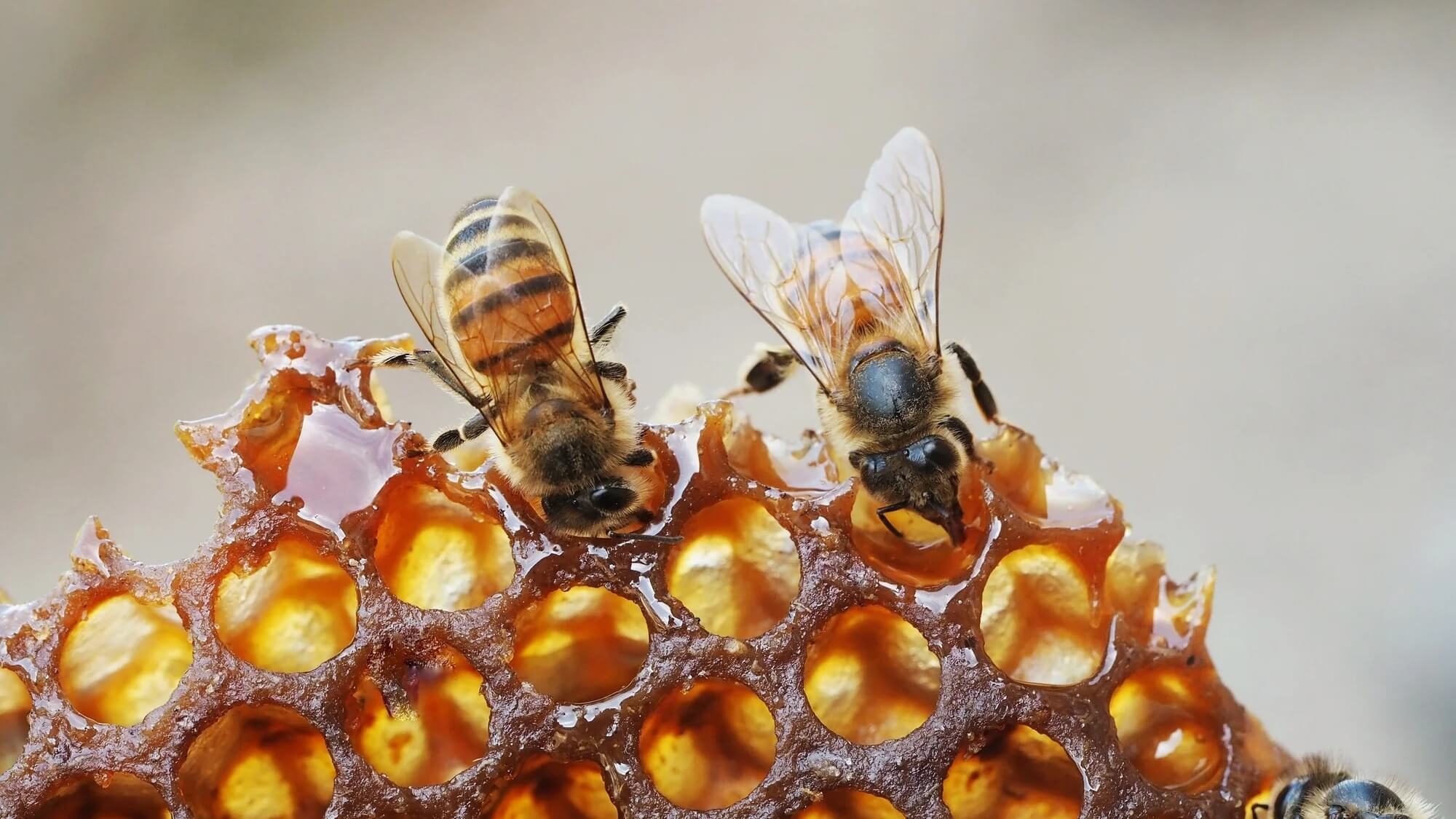 Появление новой породы медоносных пчел вызывает оптимизм в борьбе с главной угрозой коммерческим пчелам