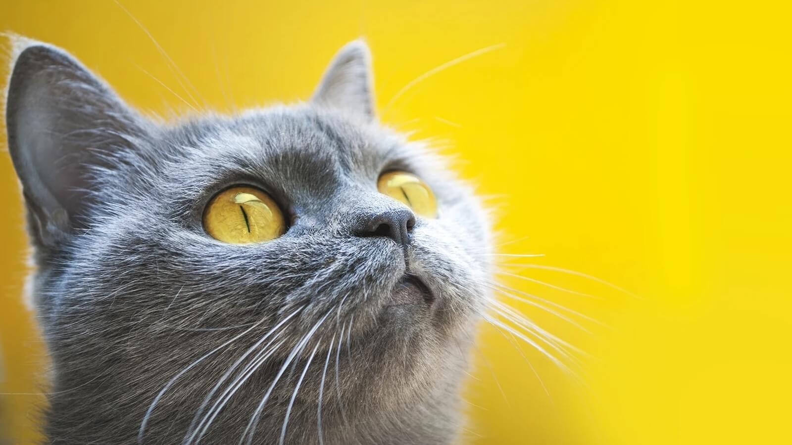 Котики як ліки: чи справді пухнасті лікують депресію, стрес та дарують довголіття