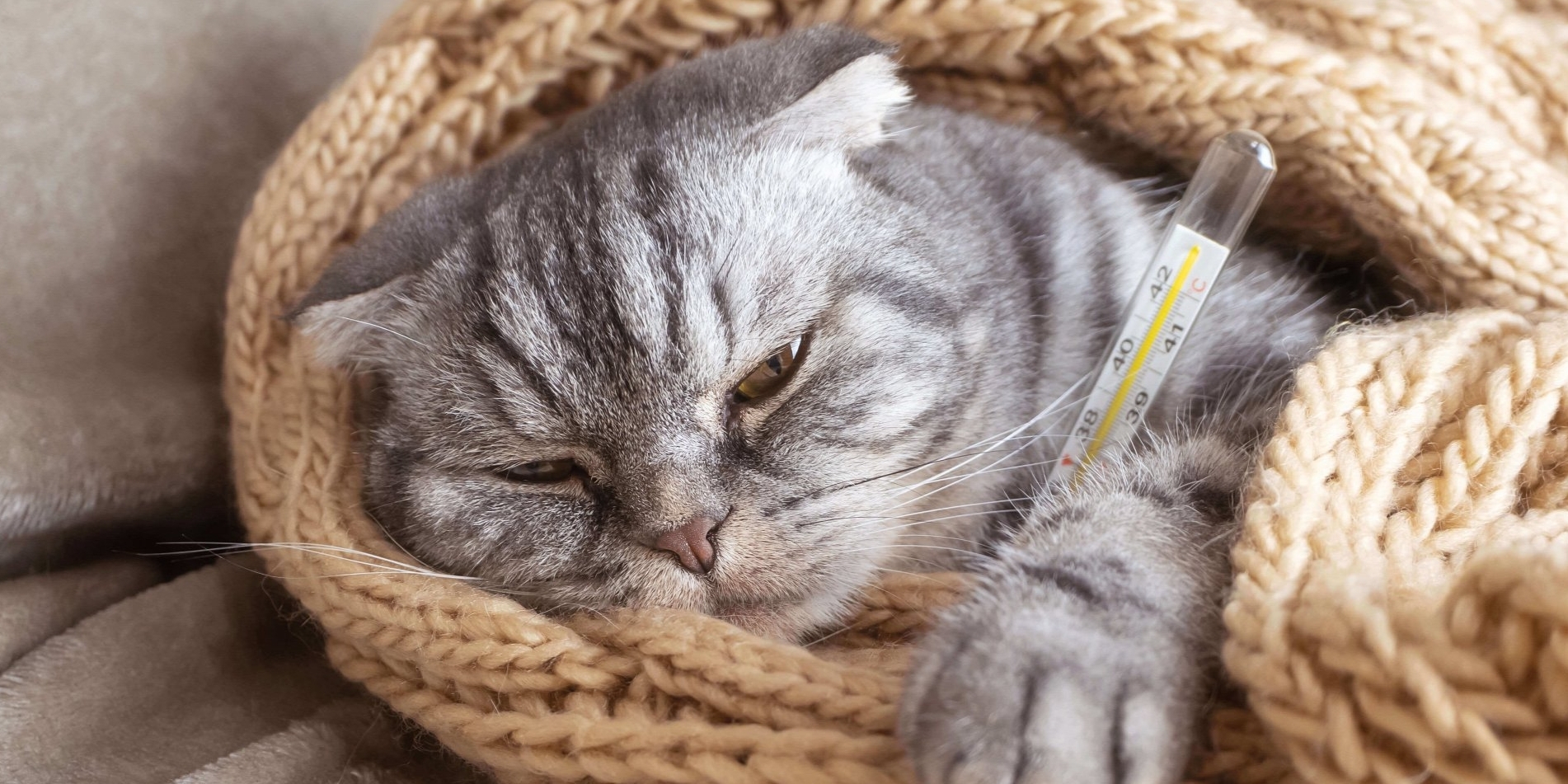 Котяча лихоманка. Яка нормальна температура тіла у кішки?