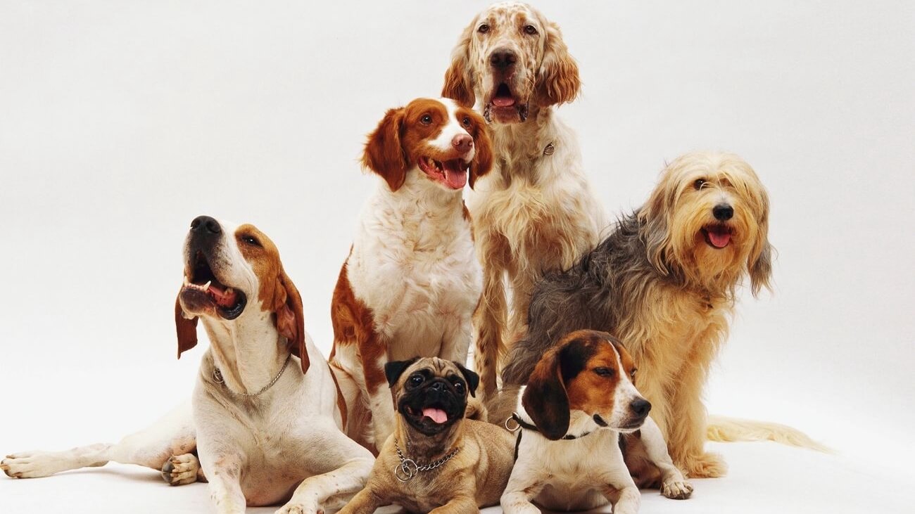 2 липня Міжнародний день собак