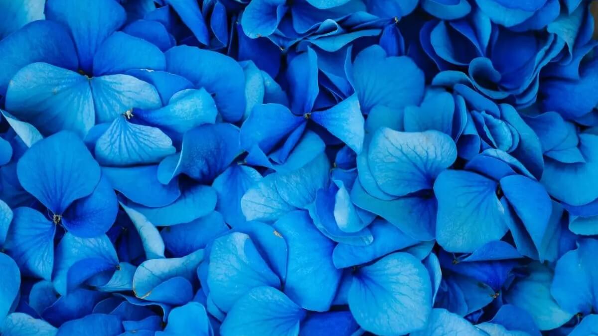 Сині горщикові, садові та балконні квіти - огляд найкрасивіших квітів, які цвітуть синім кольором
