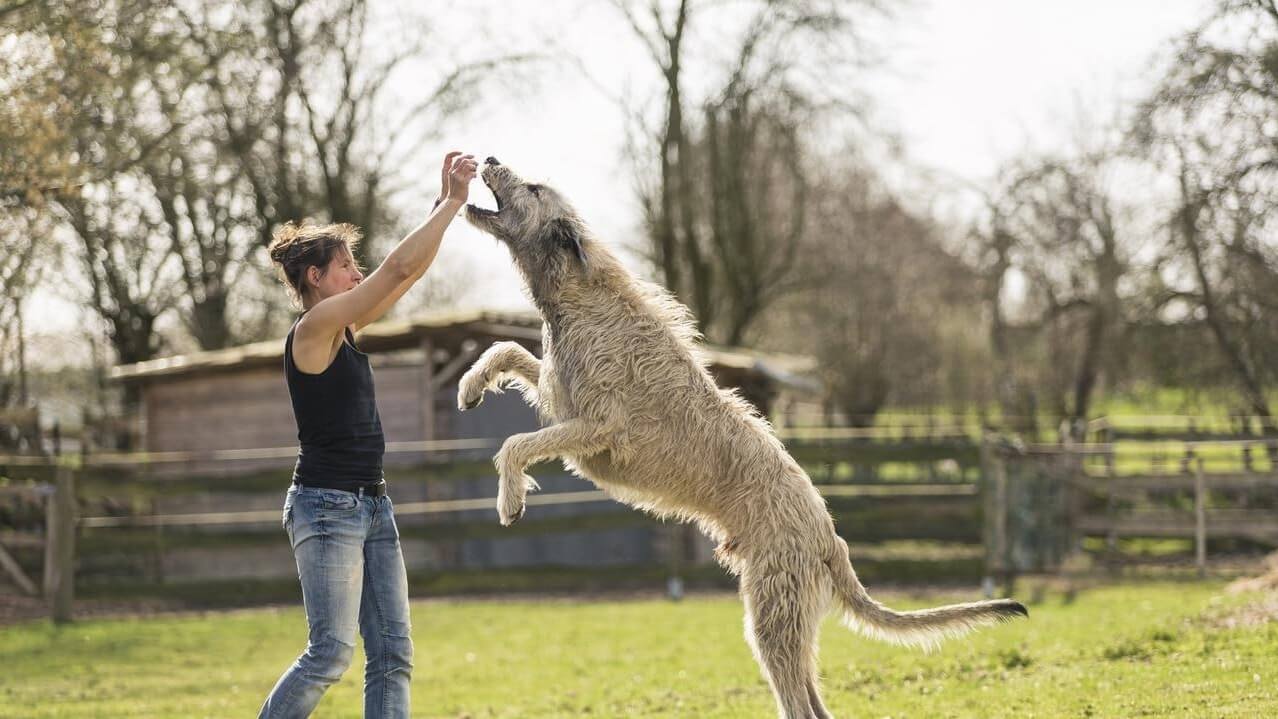 Найпопулярніші породи великих і гігантських собак