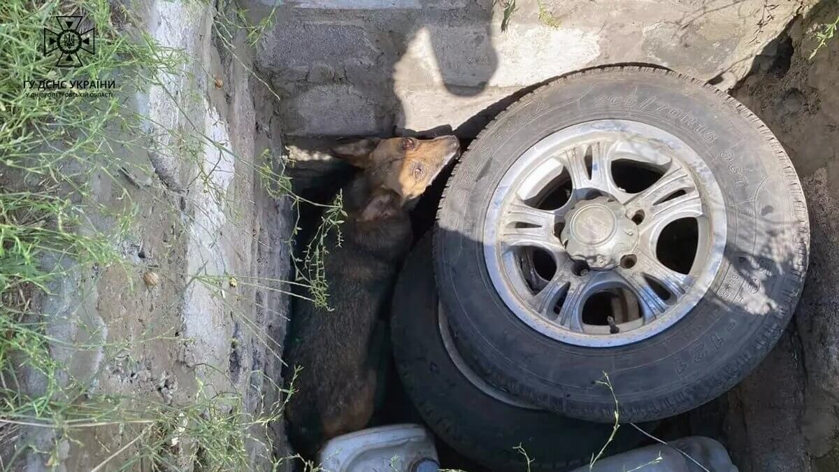 Дніпровські рятувальники врятували собаку, яка впала в яму