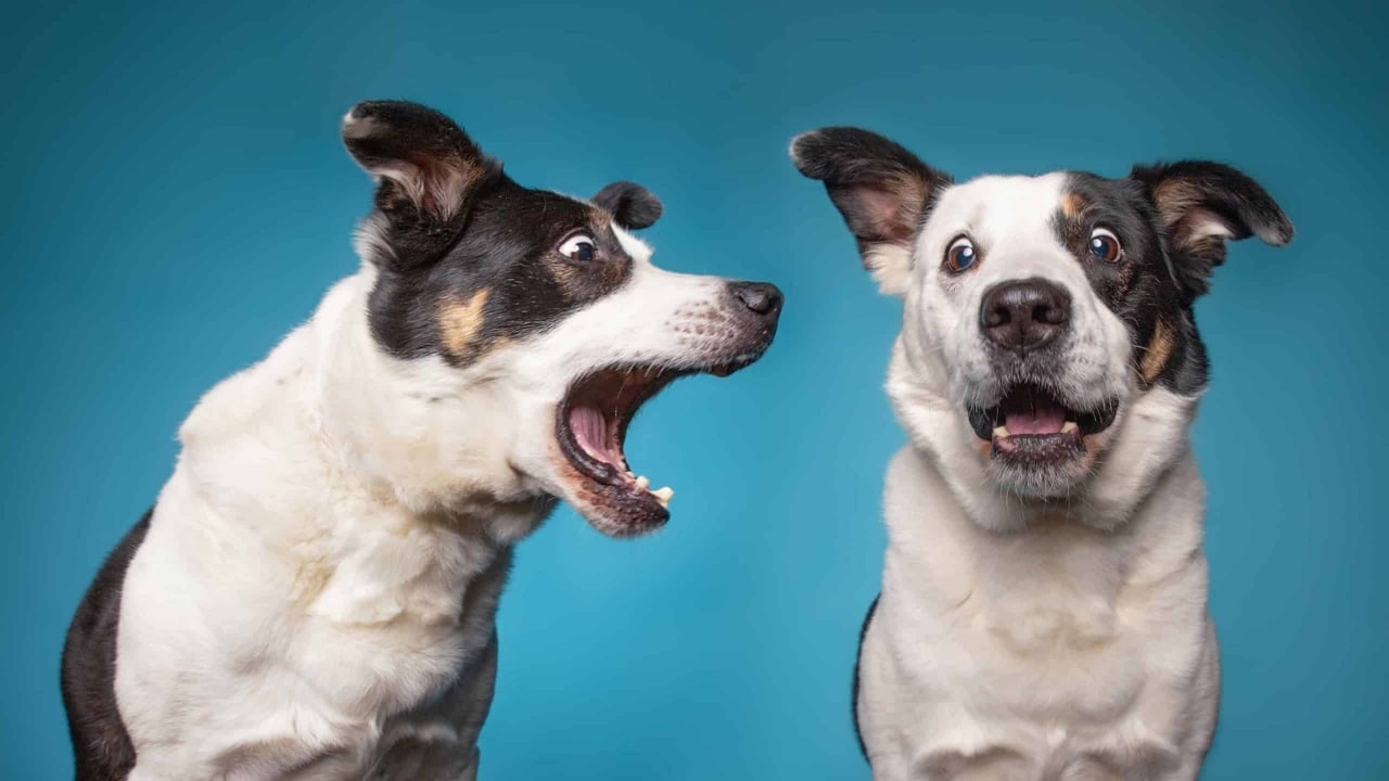 Що робити, коли собака сильно гавкає?