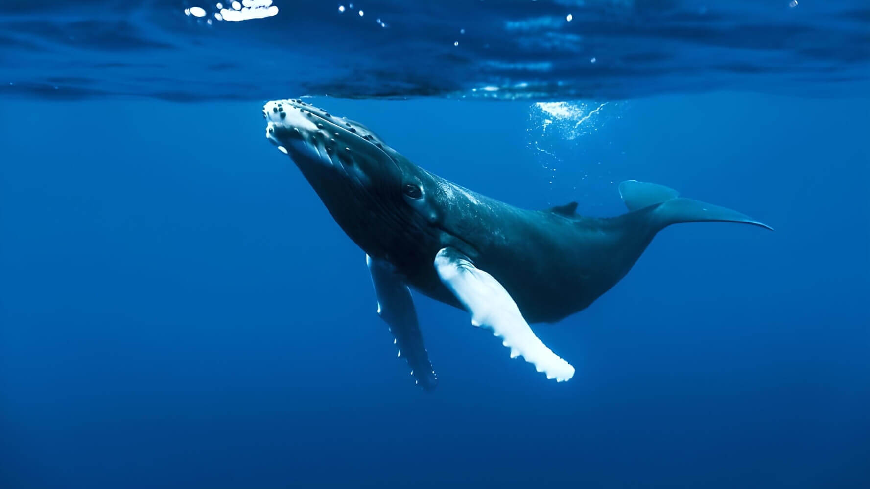 Що призвело до вимирання двох видів китів: припущення вчених