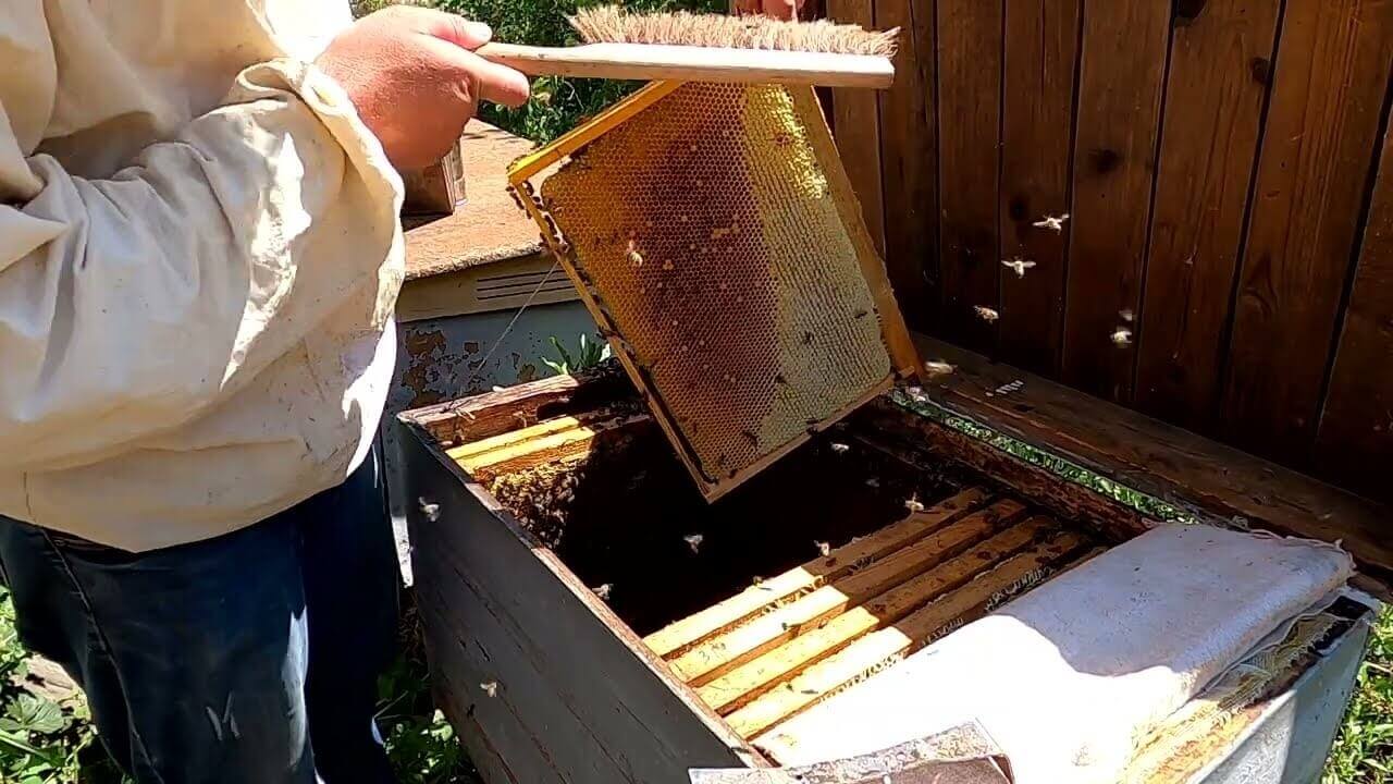 Вибір та роль рамок для вуликів у бджільництві