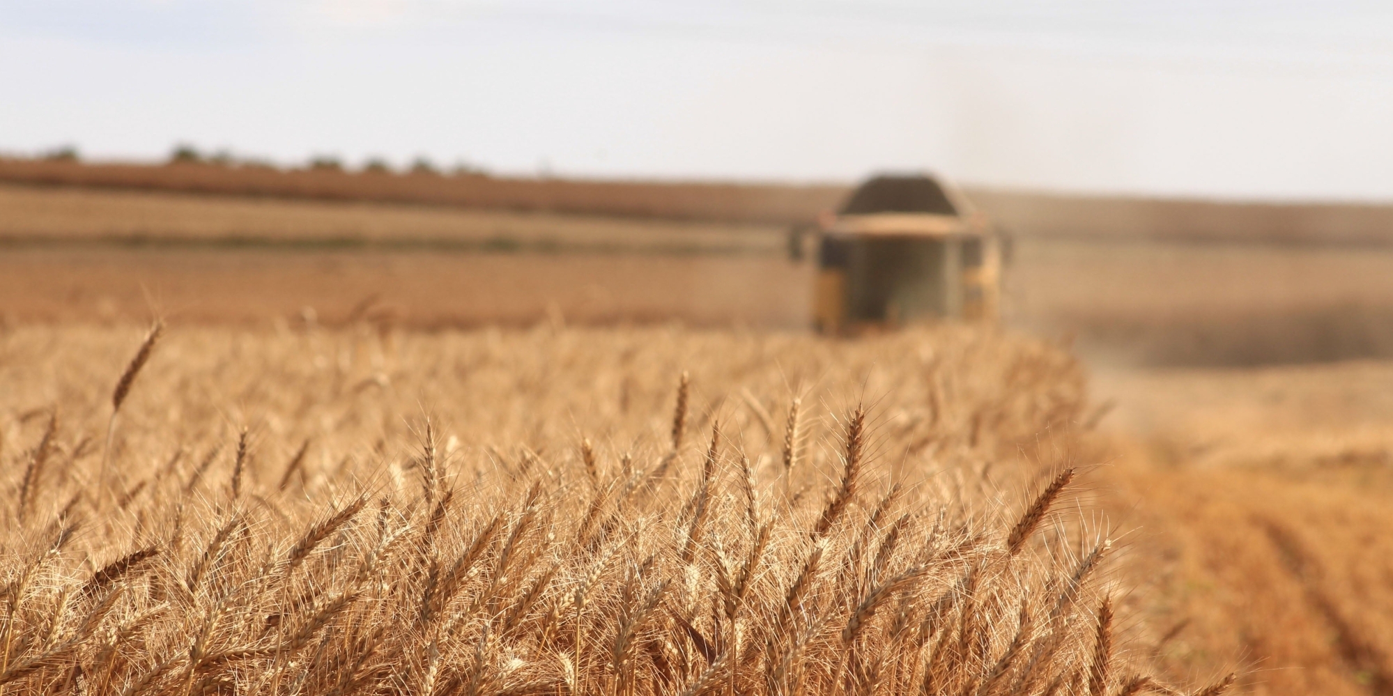 Росіяни знищили або вкрали трирічний запас зерна з Луганської області