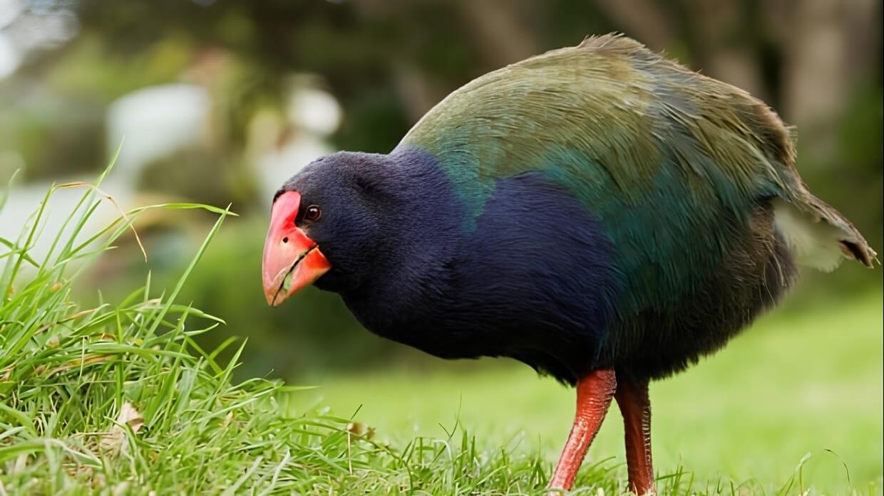 Повернення такахе: символ перемоги в охороні природи Нової Зеландії