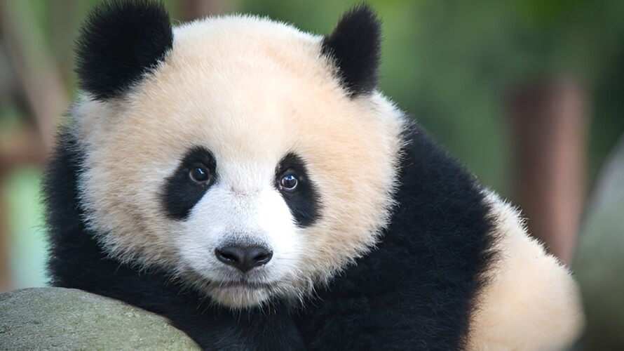Кінець понад 50-річній програмі утримання панд з Китаю в зоопарку США