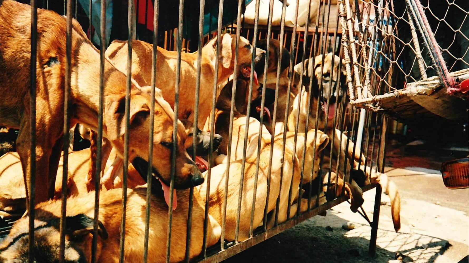 У Південній Кореї до 2027 року планують заборонити вживання собачого мяса