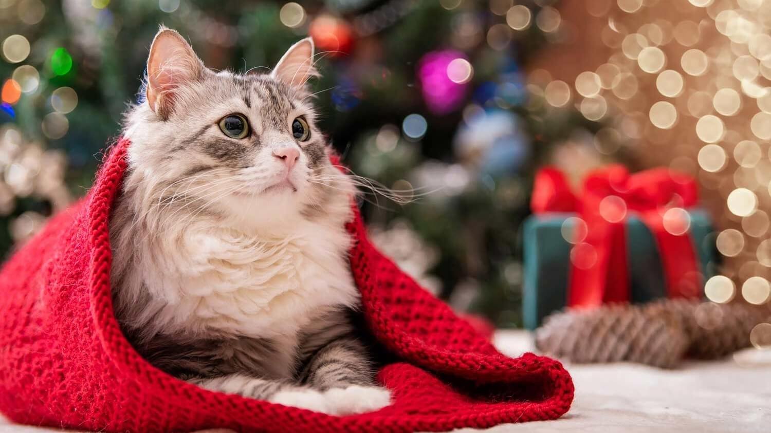 Які новорічні прикраси шкідливі для котів?