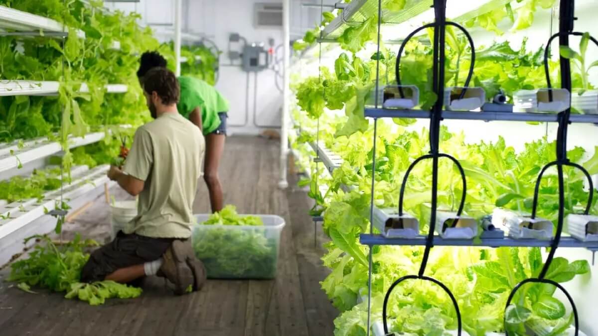 Новий прорив у біоніці: винайдено гідропонне садівництво з електричними імпульсами