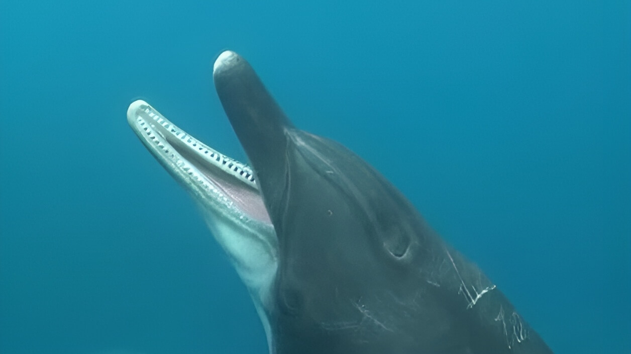 Вперше в історії вчені зняли, як позіхають дельфіни