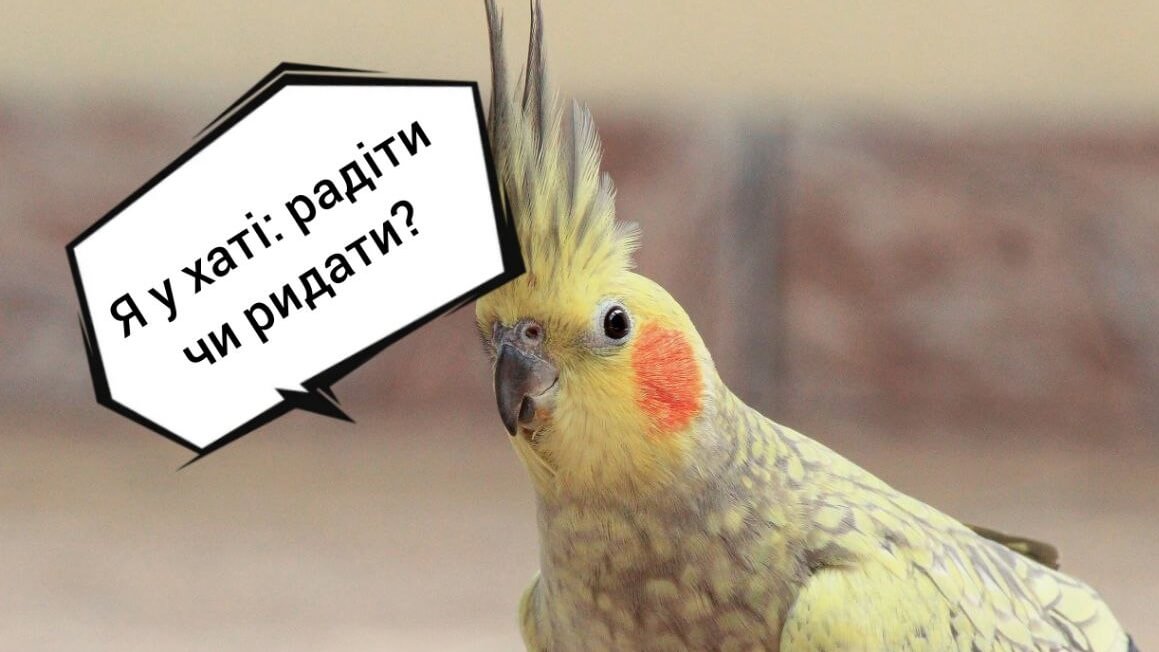 Папуга-улюбленець: міти та реальність