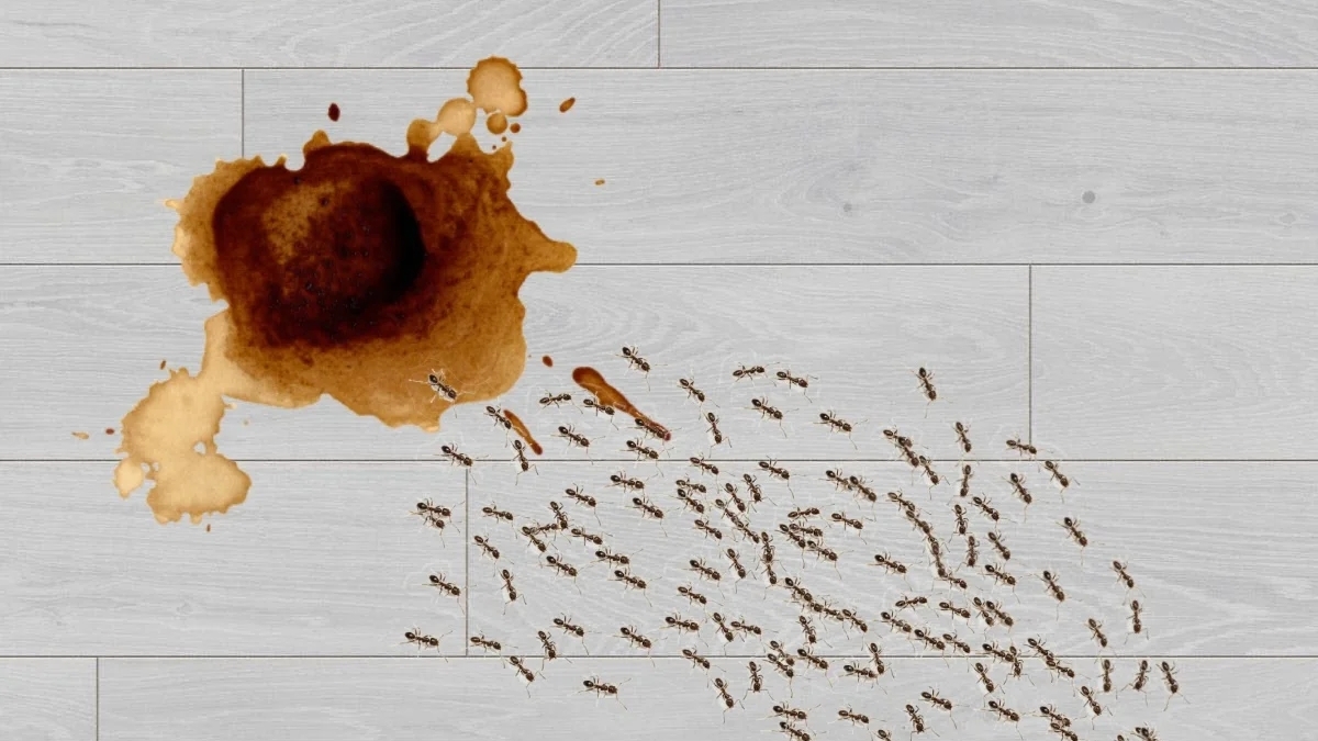 Як позбутися мурах у вашому домі за допомогою двох простих інгредієнтів!